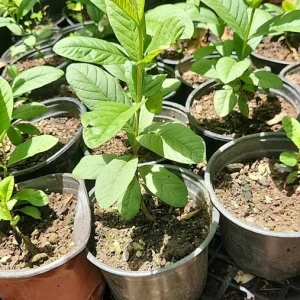 Guava Live Fruit Tree - Psidium Guajava (24-32 inches) Tropical Fruit Plant - Image 4