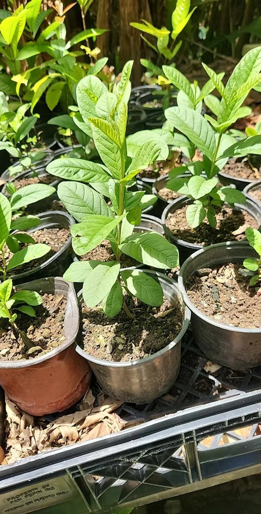 Guava Live Fruit Tree - Psidium Guajava (24-32 inches) Tropical Fruit Plant - Image 4