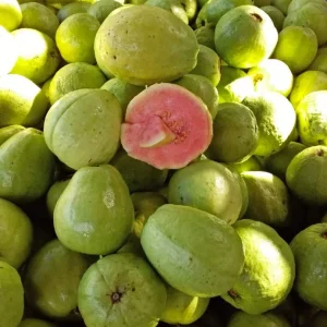 Guava Live Fruit Tree - Psidium Guajava (24-32 inches) Tropical Fruit Plant - Image 1