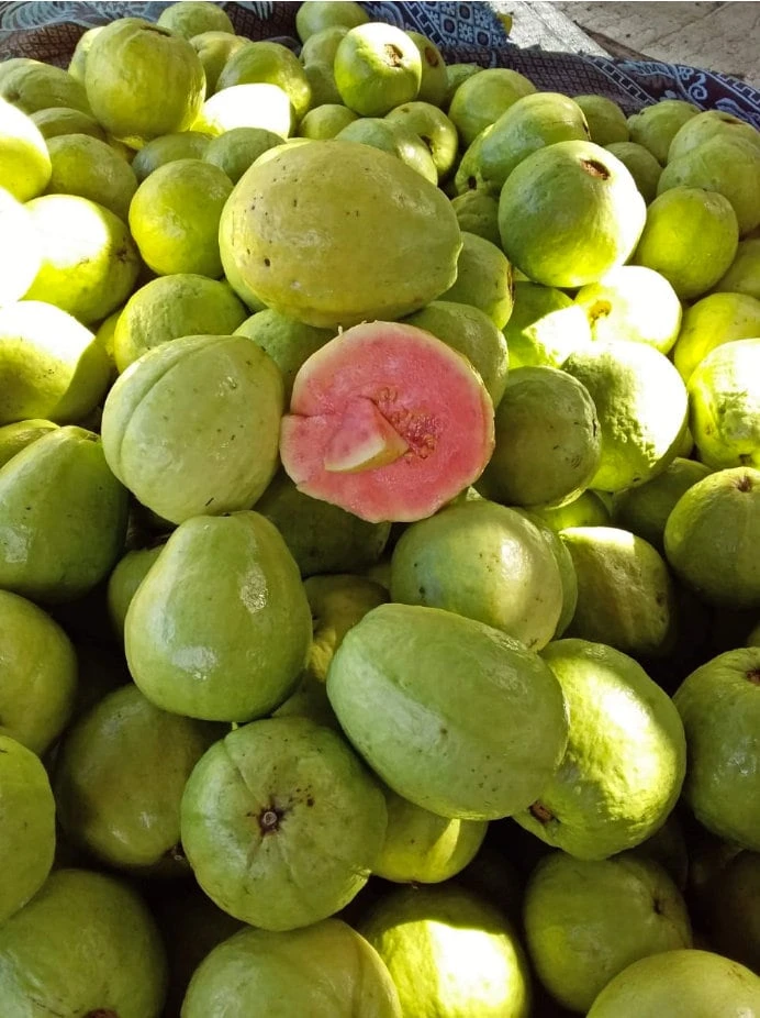 Guava Live Fruit Tree - Psidium Guajava (24-32 inches) Tropical Fruit Plant - Image 1