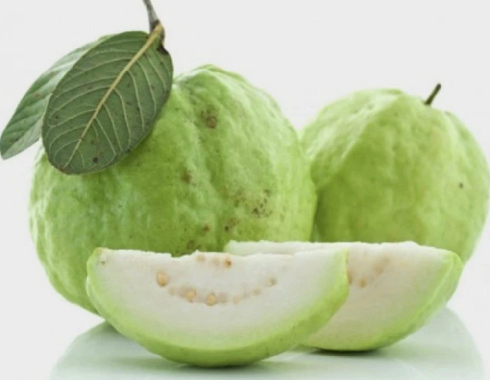 Guava White Pear Live Tree (3-4ft) - Tropical Fruit Plant - Image 4