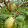 Guava White Pear Live Tree (3-4ft) - Tropical Fruit Plant - Image 1