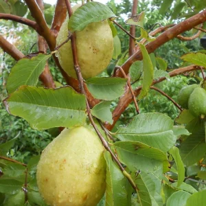 Guava White Pear Live Tree (3-4ft) - Tropical Fruit Plant - Image 1