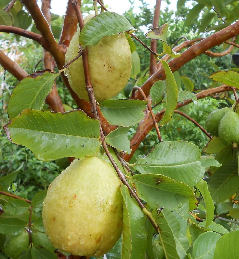 Guava White Pear Live Tree (3-4ft) - Tropical Fruit Plant - Image 1