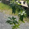 Gwen Avocado Live Tree – Grafted – Creamy Buttery Flavor – 30-48 inches Tall – Outdoor Fruit Plant - Image 1