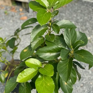Gwen Avocado Live Tree – Grafted – Creamy Buttery Flavor – 30-48 inches Tall – Outdoor Fruit Plant - Image 4