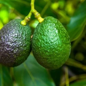 Gwen Avocado Tree Live Plant - Fruit Cuello Largo - 2ft Tall - Image 2