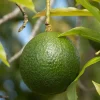 Gwen Avocado Tree Live Plant - Fruit Cuello Largo - 2ft Tall - Image 1
