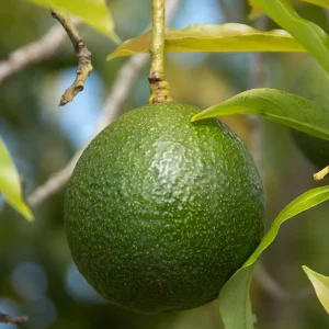 Gwen Avocado Tree Live Plant - Fruit Cuello Largo - 2ft Tall - Image 1
