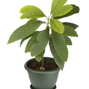 Gwen Avocado Tree Live Plant - Fruit Cuello Largo - 2ft Tall - Image 6