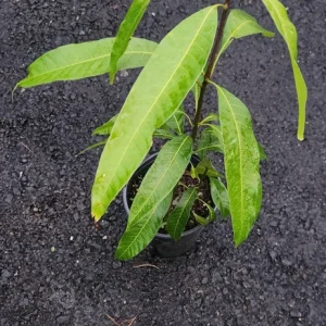 Haden Mango Live Plant – 2 ft Tall Tropical Fruit Tree - Image 2