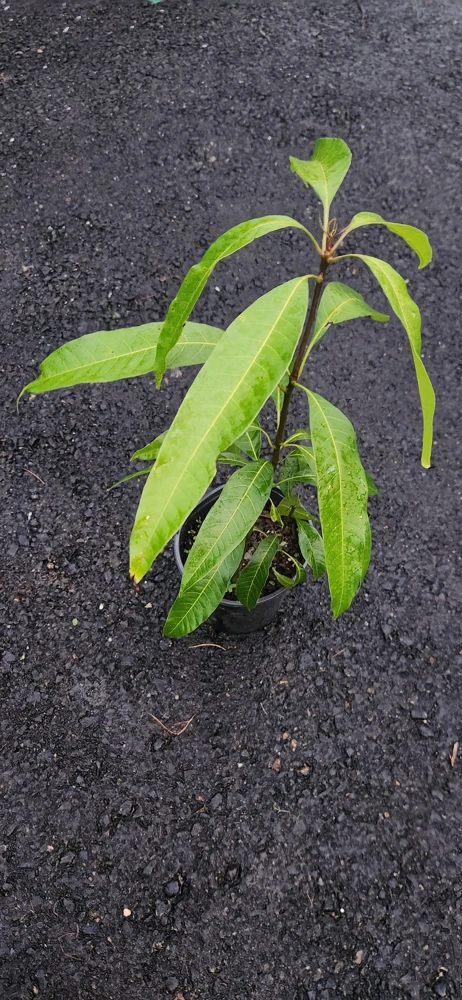 Haden Mango Live Plant – 2 ft Tall Tropical Fruit Tree - Image 2