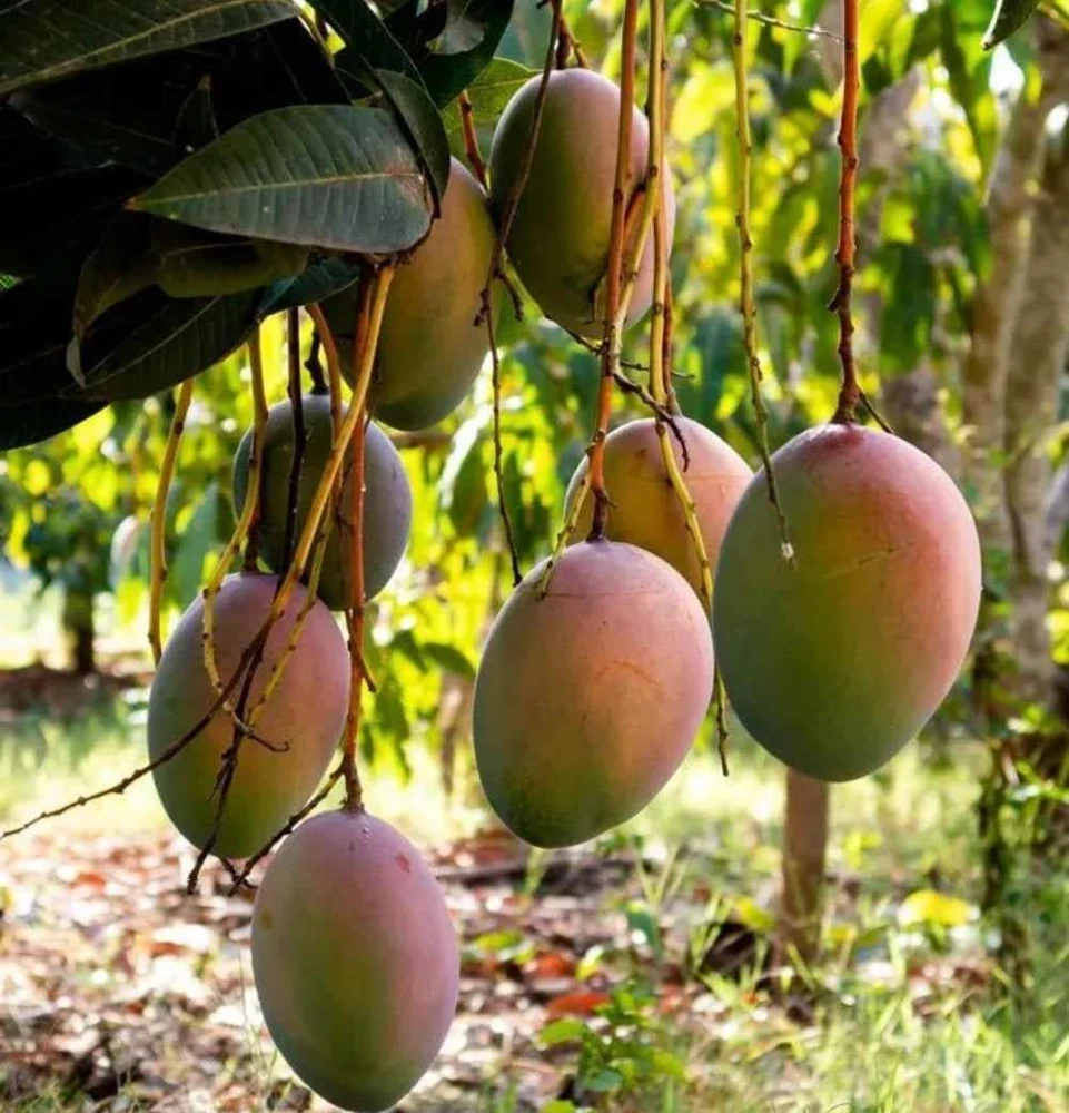 Haden Mango Live Plant – 2 ft Tall Tropical Fruit Tree - Image 3