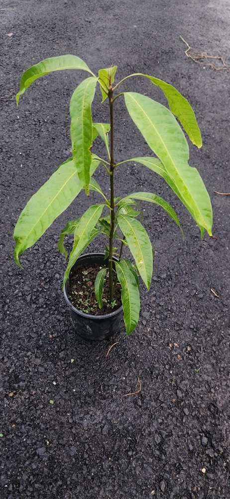 Haden Mango Live Plant – 2 ft Tall Tropical Fruit Tree - Image 4
