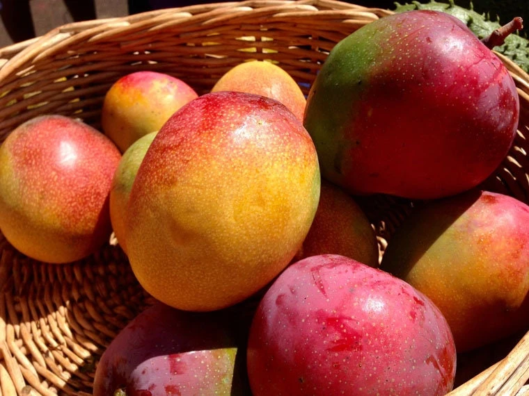 Haden Mango Live Plant - Tropical Fruit Tree, Grafted, 1-2 ft Tall, Outdoor - Image 3