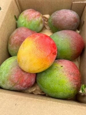 Haden Mango Live Plant - Tropical Fruit Tree, Grafted, 1-2 ft Tall, Outdoor - Image 4