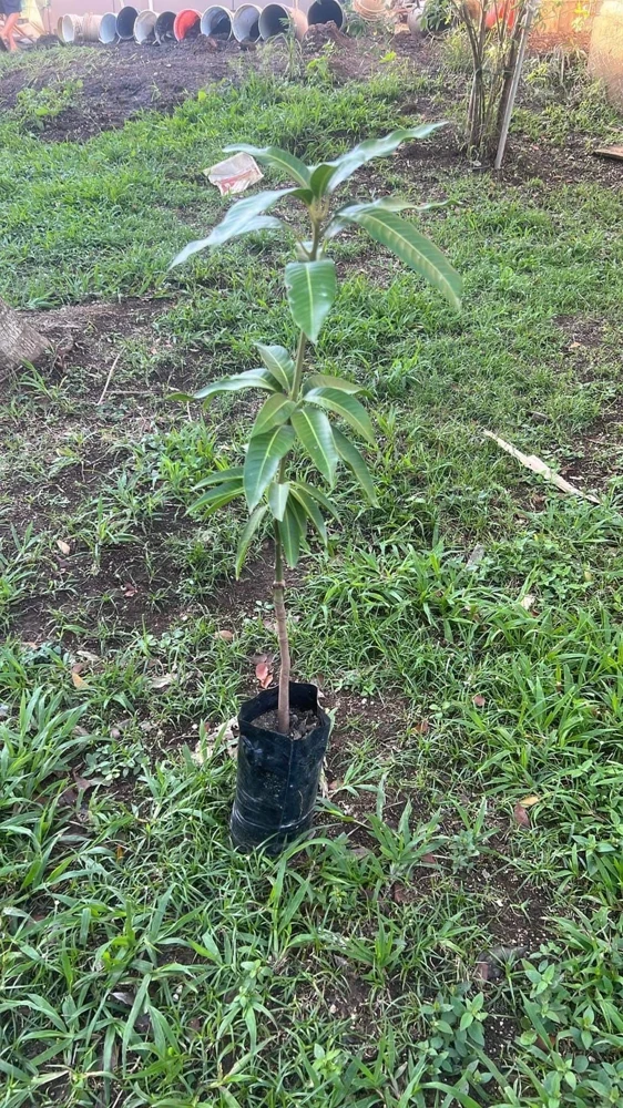 Haden Mango Live Plant - Tropical Fruit Tree, Grafted, 1-2 ft Tall, Outdoor - Image 6