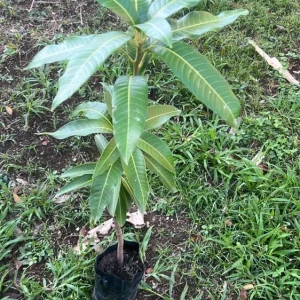 Haden Mango Live Plant - Tropical Fruit Tree, Grafted, 1-2 ft Tall, Outdoor - Image 1