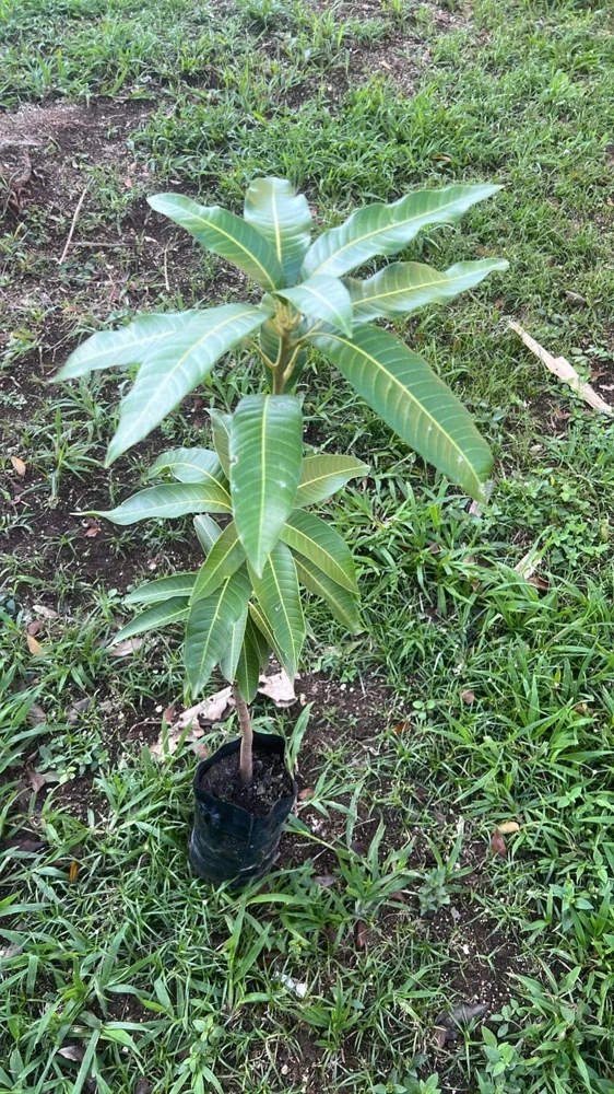 Haden Mango Live Plant - Tropical Fruit Tree, Grafted, 1-2 ft Tall, Outdoor - Image 1