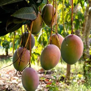 Haden Mango Tree Live Plant – 18-24 inch Seedling – Sweet Fruit - Image 4