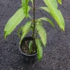 Haden Mango Tree Live Plant – 18-24 inch Seedling – Sweet Fruit - Image 1