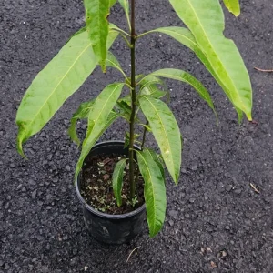 Haden Mango Tree Live Plant – 18-24 inch Seedling – Sweet Fruit - Image 1