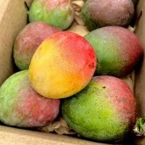 Haden Mango Tree Live Plant 2-3ft - Grafted Mangifera Indica Fruit Tree - Image 2