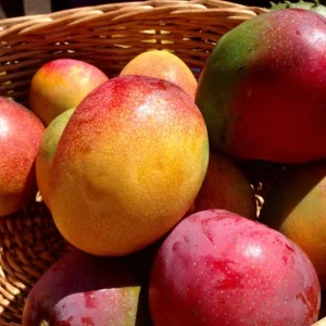 Haden Mango Tree Live Plant 2-3ft - Grafted Mangifera Indica Fruit Tree - Image 3