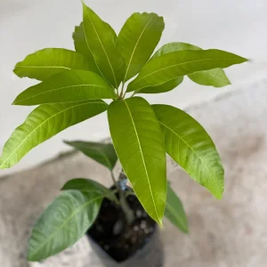 Haden Mango Tree Live Plant 2-3ft - Grafted Mangifera Indica Fruit Tree - Image 5