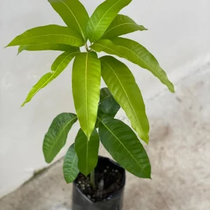 Haden Mango Tree Live Plant 2-3ft - Grafted Mangifera Indica Fruit Tree - Image 6