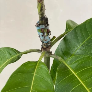 Haden Mango Tree Live Plant 2-3ft - Grafted Mangifera Indica Fruit Tree - Image 7