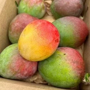 Haden Mango Tree Live Plant - Grafted Tropical Fruit Tree, 3-4ft Tall - Image 3