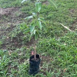 Haden Mango Tree Live Plant - Grafted Tropical Fruit Tree, 3-4ft Tall - Image 5