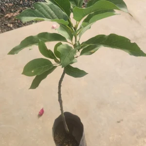 Hass Avocado Live Fruit Tree - Grafted Persea Americana - 1-2ft Tall - Image 11