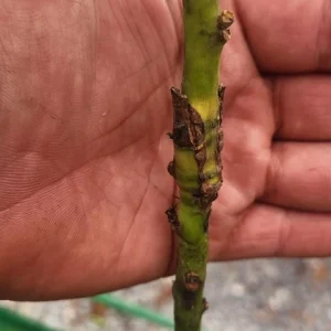 Hass Avocado Live Fruit Tree - Grafted Persea Americana - 1-2ft Tall - Image 12