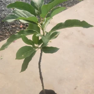 Hass Avocado Live Fruit Tree - Grafted Persea Americana - 1-2ft Tall - Image 7