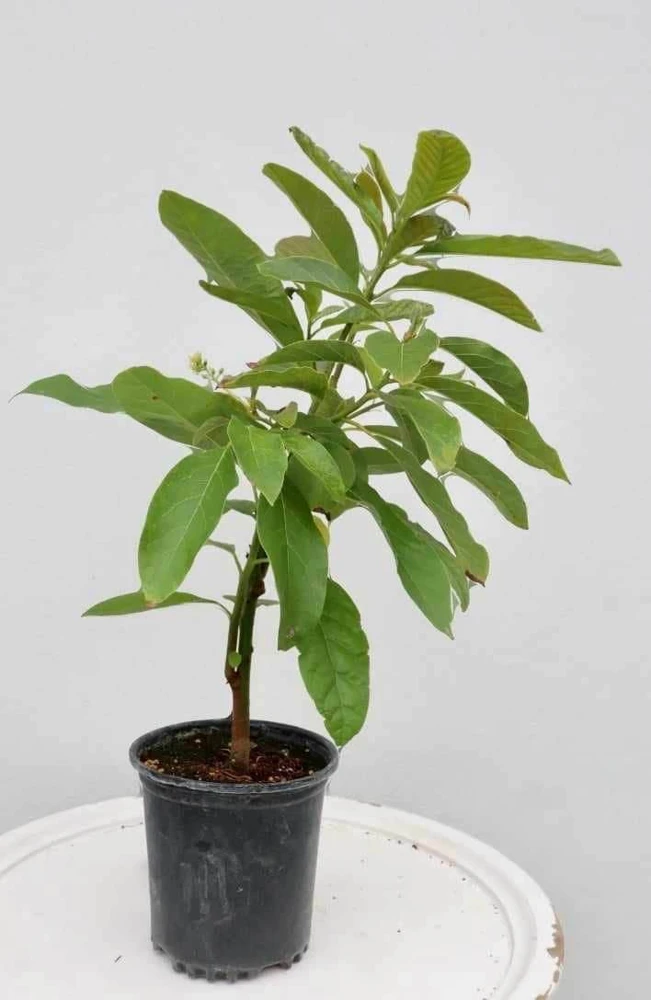 Hass Avocado Live Tree 12-24 inches – Fruit Tree for Home Garden - Image 7