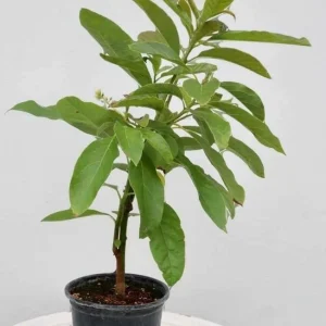 Hass Avocado Live Tree 2 ft - Fruit Bearing Plant for Home Garden - Image 7