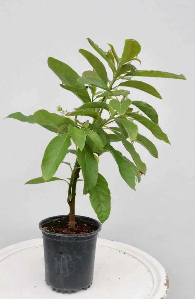 Hass Avocado Live Tree 2 ft - Fruit Bearing Plant for Home Garden - Image 7