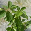 Hass Avocado Live Tree 30-48in - Grafted Persea Americana Fruit Plant - Image 1