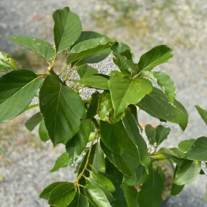 Hass Avocado Live Tree 30-48in - Grafted Persea Americana Fruit Plant - Image 1