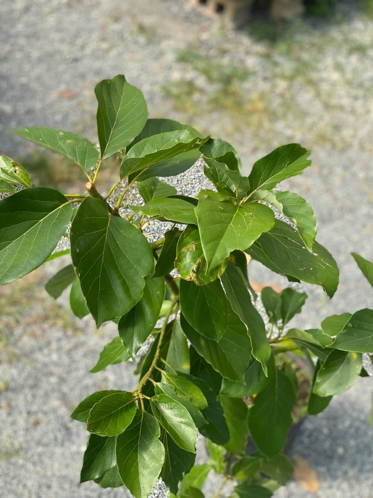 Hass Avocado Live Tree 30-48in - Grafted Persea Americana Fruit Plant - Image 1