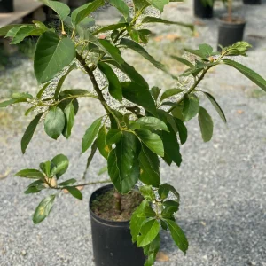 Hass Avocado Live Tree 30-48in - Grafted Persea Americana Fruit Plant - Image 7