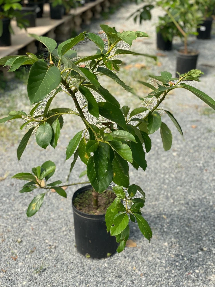 Hass Avocado Live Tree 30-48in - Grafted Persea Americana Fruit Plant - Image 7