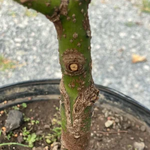Hass Avocado Live Tree 30-48in - Grafted Persea Americana Fruit Plant - Image 9