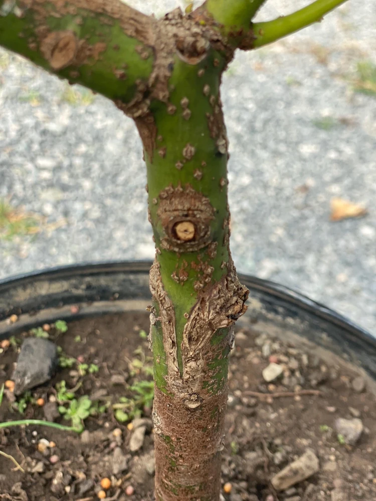 Hass Avocado Live Tree 30-48in - Grafted Persea Americana Fruit Plant - Image 9