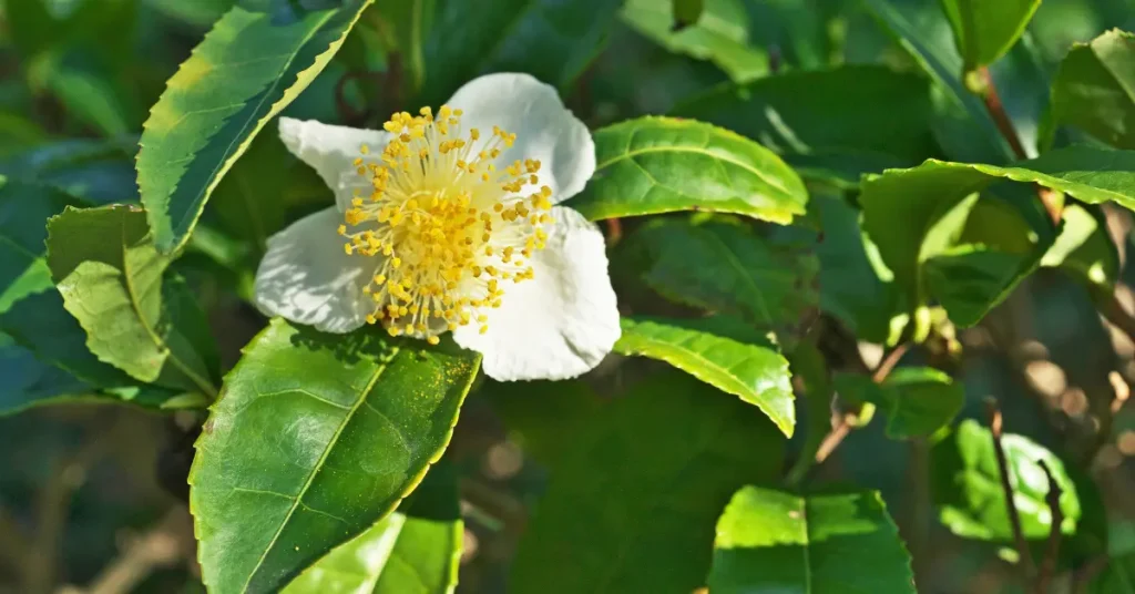 growing camellia sinensis tea plants