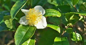 growing camellia sinensis tea plants