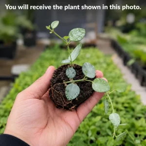 Hoya Krohniana Live Plant for Planting - 4-8 Inch Tall Succulent - Image 2