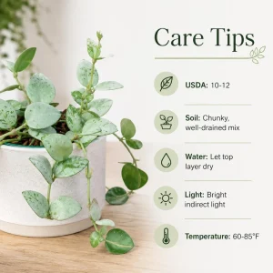 Hoya Krohniana Live Plant for Planting - 4-8 Inch Tall Succulent - Image 5